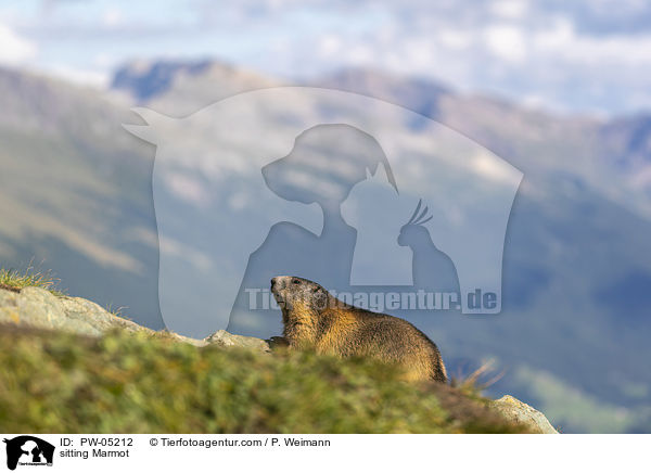 sitzendes Murmeltier / sitting Marmot / PW-05212