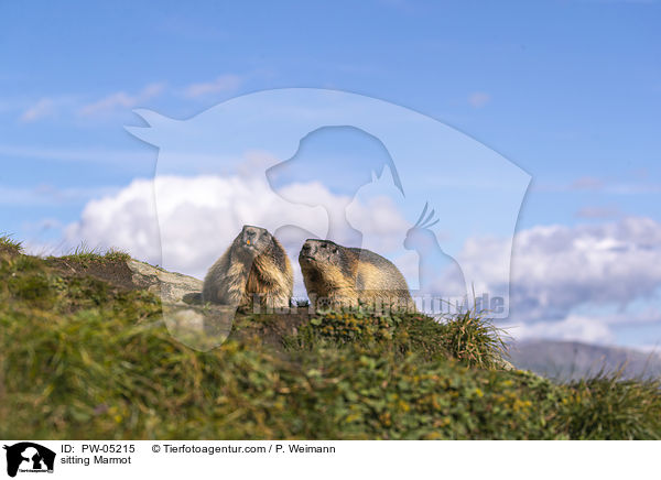 sitzendes Murmeltier / sitting Marmot / PW-05215