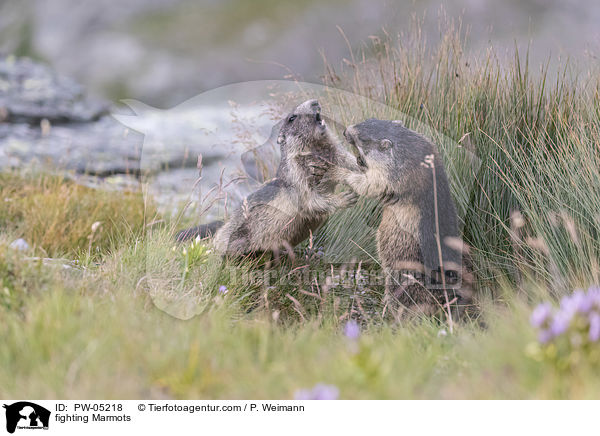 kmpfende Murmeltiere / fighting Marmots / PW-05218