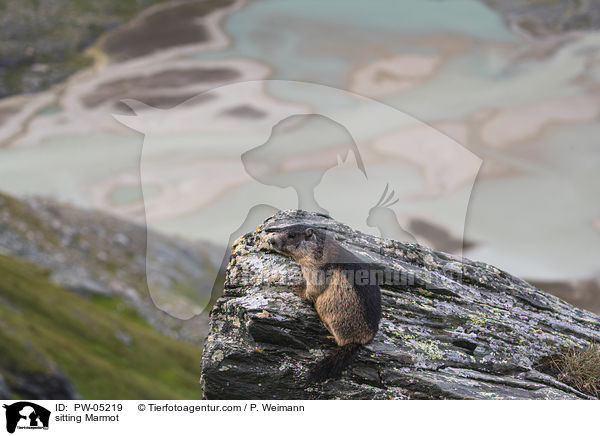 sitzendes Murmeltier / sitting Marmot / PW-05219