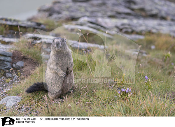 sitzendes Murmeltier / sitting Marmot / PW-05225