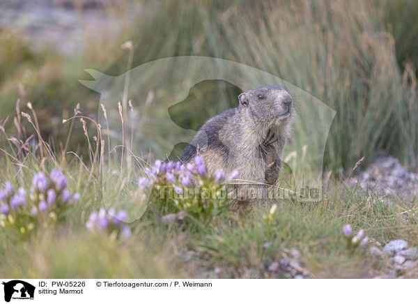 sitzendes Murmeltier / sitting Marmot / PW-05226