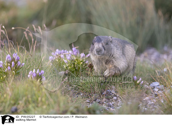 laufendes Murmeltier / walking Marmot / PW-05227