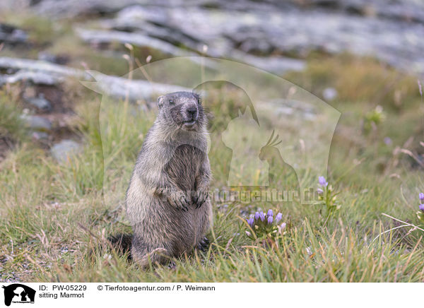 sitzendes Murmeltier / sitting Marmot / PW-05229