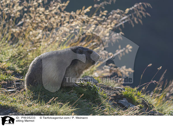 sitzendes Murmeltier / sitting Marmot / PW-05233
