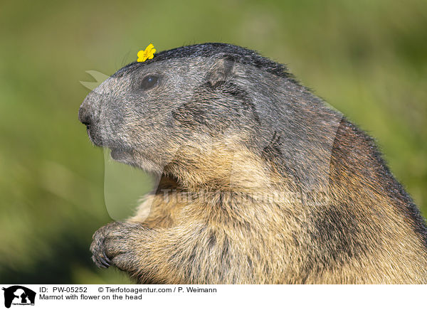 Murmeltier mit Blume auf dem Kopf / Marmot with flower on the head / PW-05252