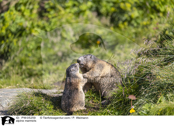 Alpenmurmeltiere / alpine marmots / PW-05259
