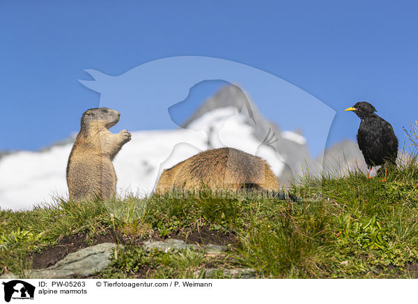 alpine marmots / PW-05263