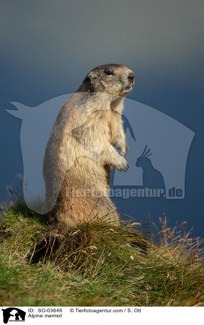 Alpenmurmeltier / Alpine marmot / SO-03646