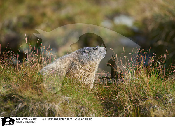 Alpine marmot / DMS-09484