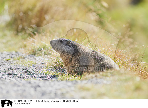 Alpenmurmeltier / Alpine marmot / DMS-09492