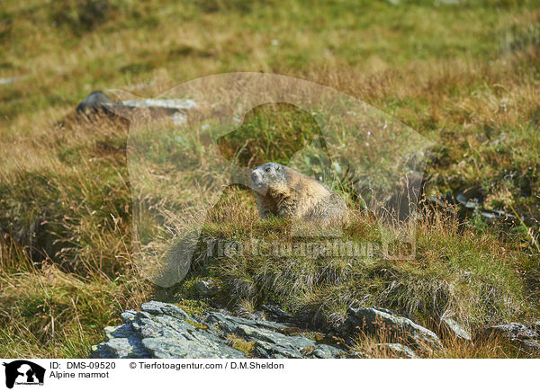 Alpine marmot / DMS-09520