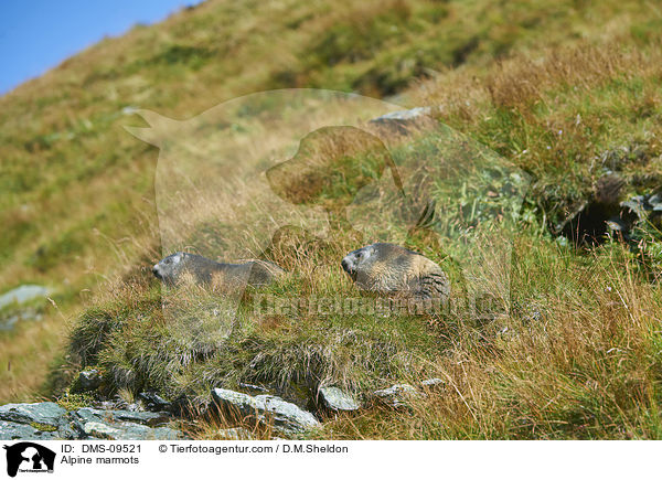 Alpenmurmeltiere / Alpine marmots / DMS-09521