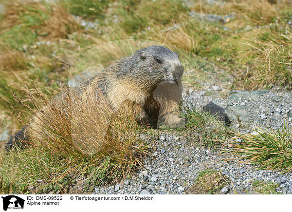 Alpenmurmeltier / Alpine marmot / DMS-09522