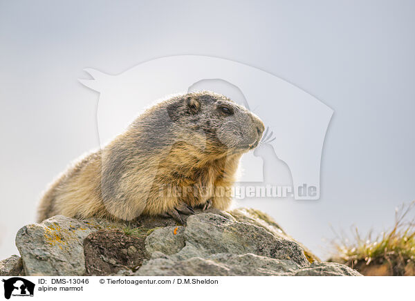 Alpenmurmeltier / alpine marmot / DMS-13046