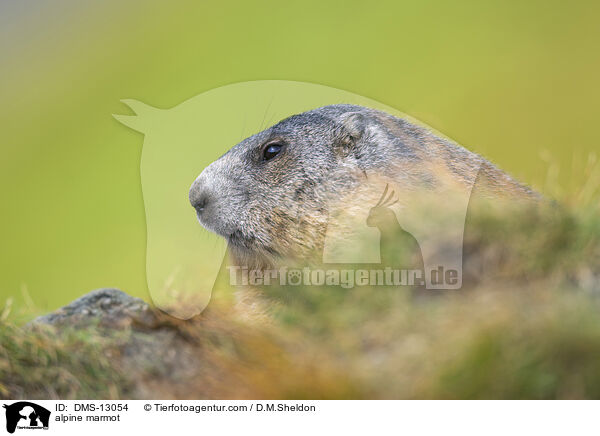Alpenmurmeltier / alpine marmot / DMS-13054