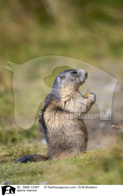 Alpenmurmeltier / alpine marmot / DMS-13067