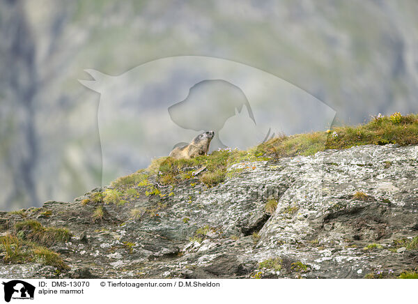 Alpenmurmeltier / alpine marmot / DMS-13070