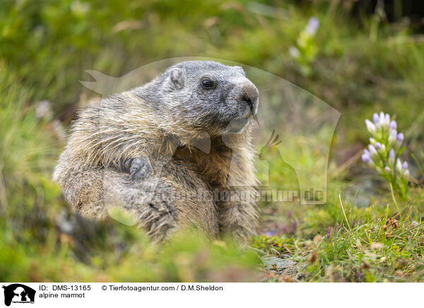 Alpenmurmeltier / alpine marmot / DMS-13165