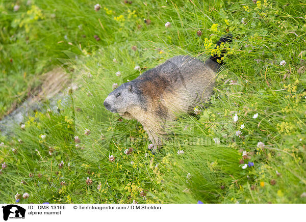 Alpenmurmeltier / alpine marmot / DMS-13166