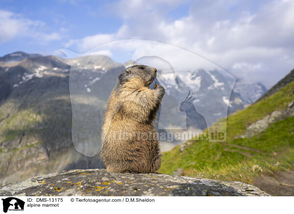 Alpenmurmeltier / alpine marmot / DMS-13175