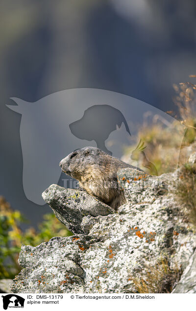 Alpenmurmeltier / alpine marmot / DMS-13179
