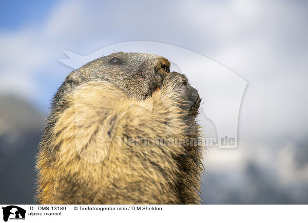 Alpenmurmeltier / alpine marmot / DMS-13180