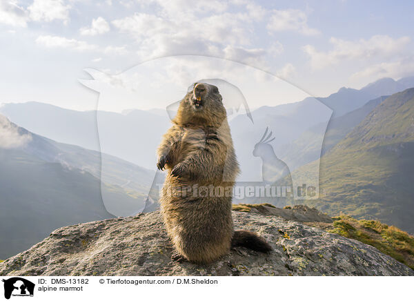 Alpenmurmeltier / alpine marmot / DMS-13182