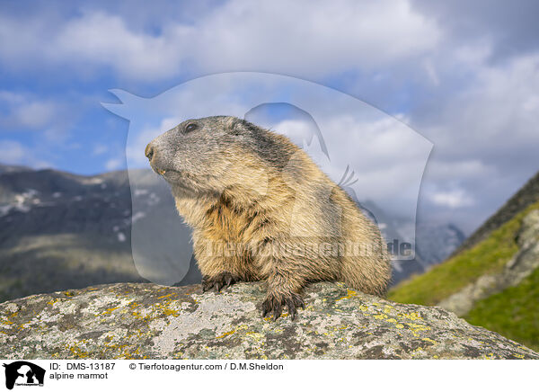Alpenmurmeltier / alpine marmot / DMS-13187