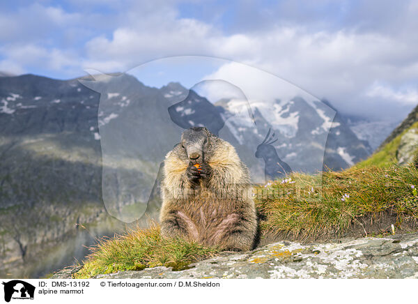 Alpenmurmeltier / alpine marmot / DMS-13192