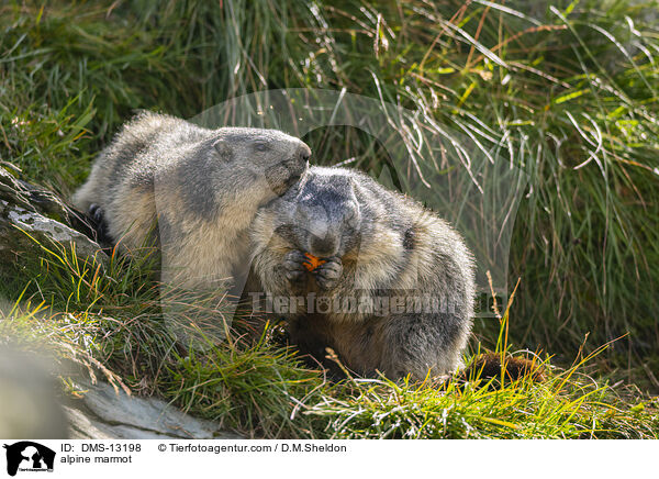 Alpenmurmeltier / alpine marmot / DMS-13198