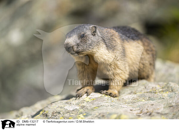 Alpenmurmeltier / alpine marmot / DMS-13217