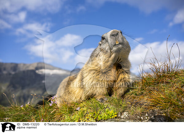 Alpenmurmeltier / alpine marmot / DMS-13220