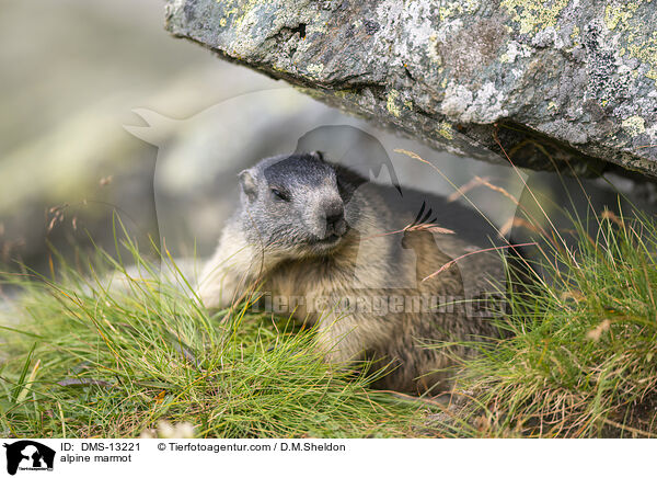 Alpenmurmeltier / alpine marmot / DMS-13221