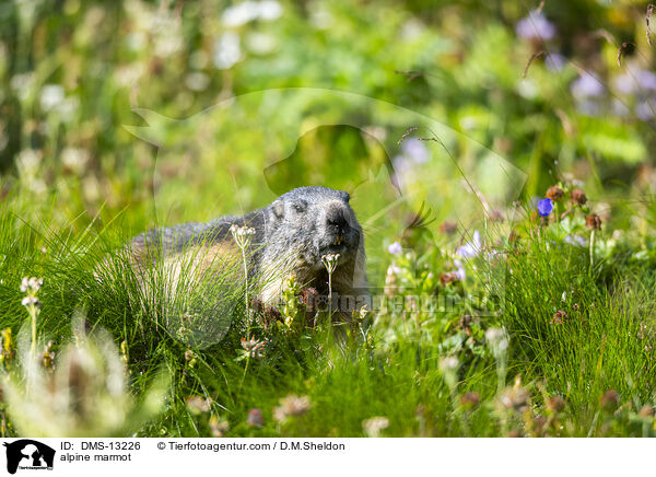 Alpenmurmeltier / alpine marmot / DMS-13226