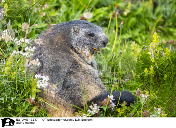 alpine marmot / DMS-13237