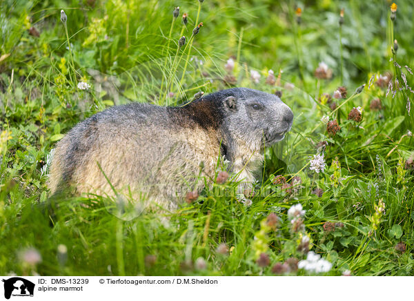 Alpenmurmeltier / alpine marmot / DMS-13239