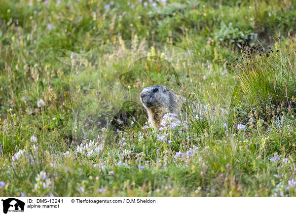 Alpenmurmeltier / alpine marmot / DMS-13241