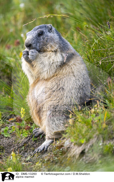 Alpenmurmeltier / alpine marmot / DMS-13260