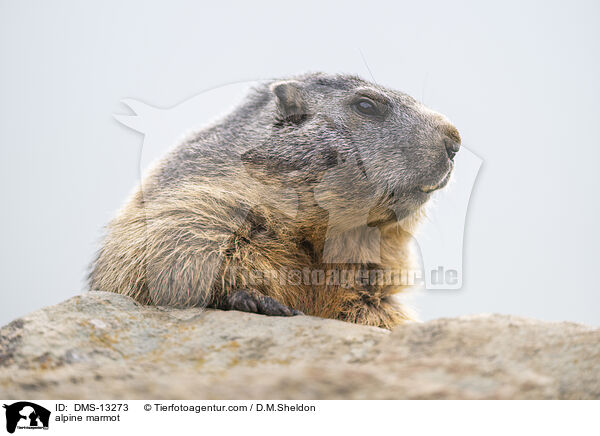 Alpenmurmeltier / alpine marmot / DMS-13273