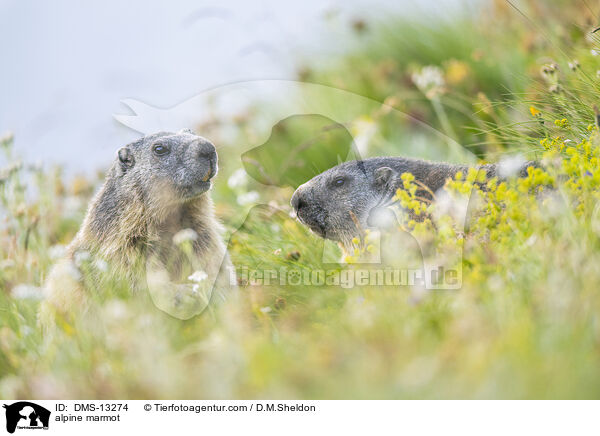 Alpenmurmeltier / alpine marmot / DMS-13274