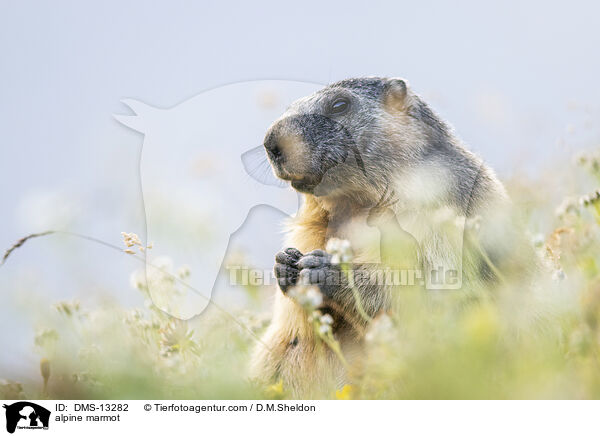 Alpenmurmeltier / alpine marmot / DMS-13282