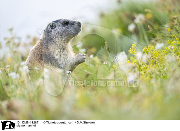 Alpenmurmeltier / alpine marmot / DMS-13287