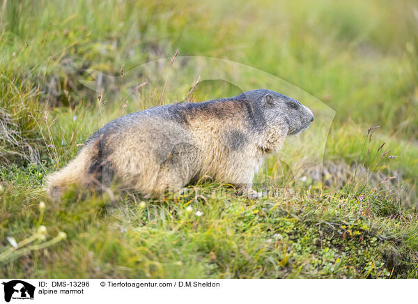 Alpenmurmeltier / alpine marmot / DMS-13296