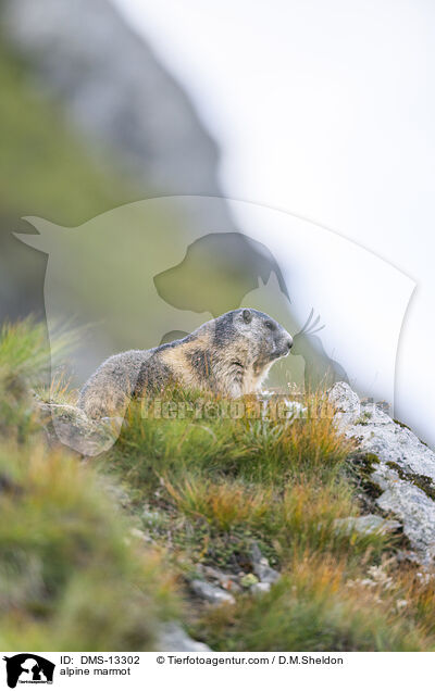 Alpenmurmeltier / alpine marmot / DMS-13302