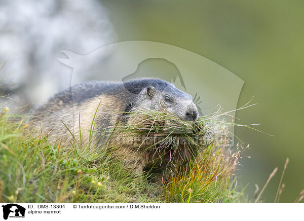 Alpenmurmeltier / alpine marmot / DMS-13304