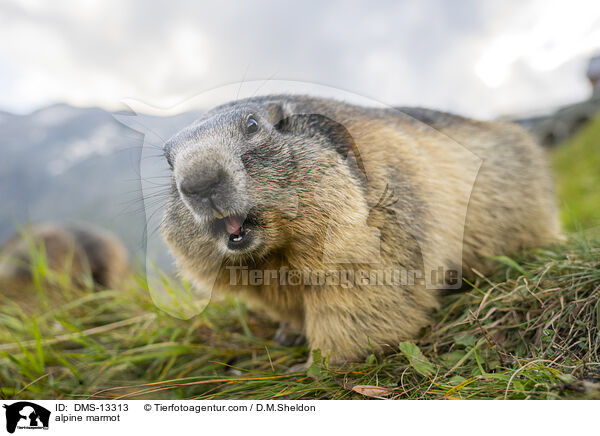 Alpenmurmeltier / alpine marmot / DMS-13313