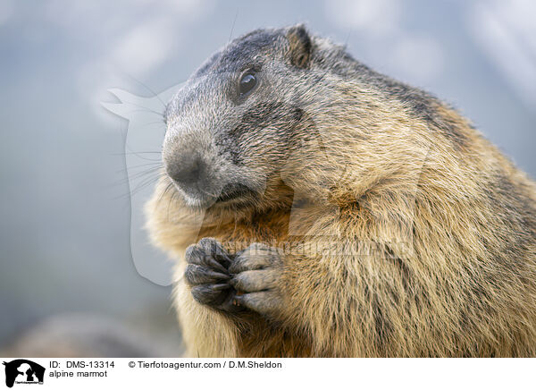Alpenmurmeltier / alpine marmot / DMS-13314
