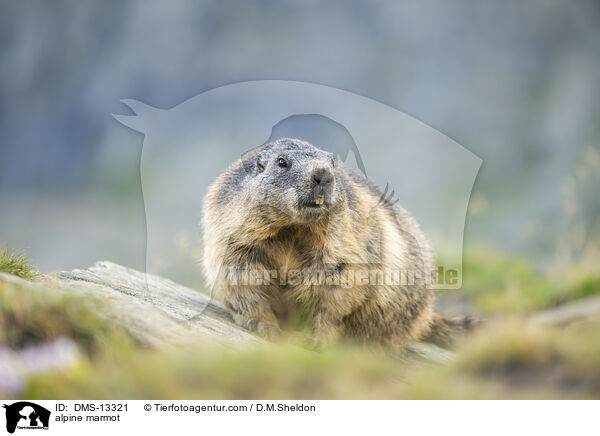Alpenmurmeltier / alpine marmot / DMS-13321