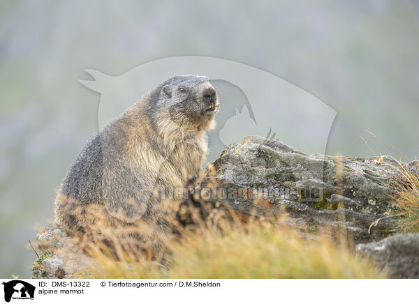 Alpenmurmeltier / alpine marmot / DMS-13322